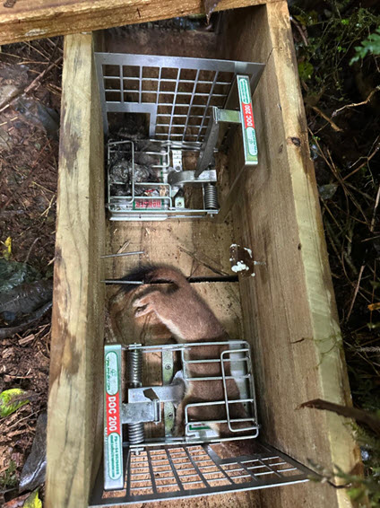 Rat and stoat caught in KW014 in the Kahikatea Walk