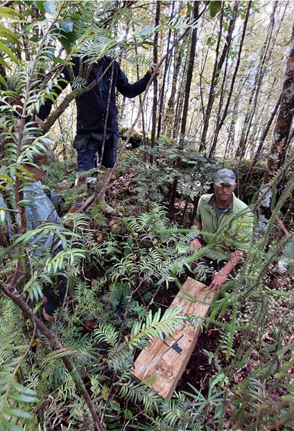 Placing traps in the bush